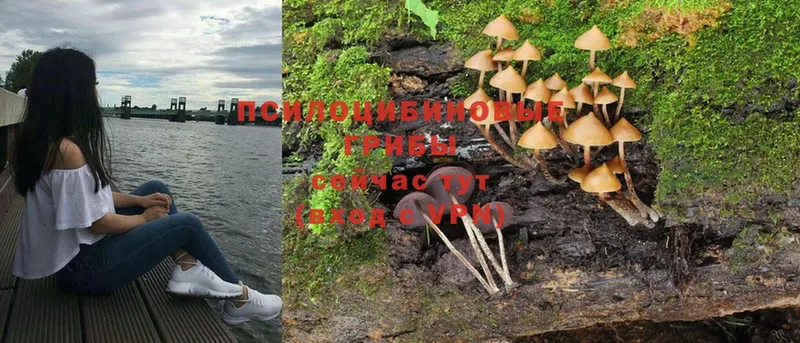 хочу   Арсеньев  Псилоцибиновые грибы Psilocybe 